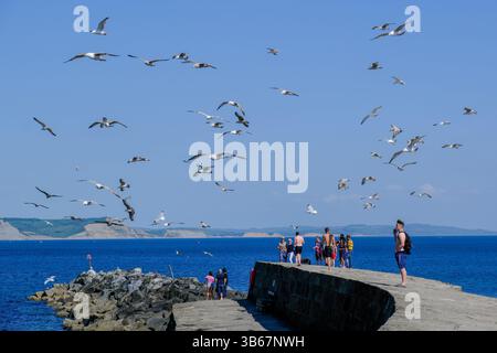 Lyme Regis, Dorset, Regno Unito. 3 maggio 2025. I gabbiani affollano i visitatori sulla storica Cobb a Lyme Regis nel Dorset. Credito: Tom Corban/Alamy Live News Foto Stock