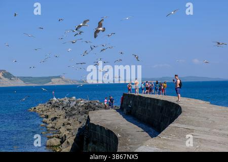 Lyme Regis, Dorset, Regno Unito. 3 maggio 2025. I gabbiani affollano i visitatori sulla storica Cobb a Lyme Regis nel Dorset. Credito: Tom Corban/Alamy Live News Foto Stock