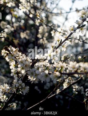 Fiori di Blackthorn (Prunus spinosa) retroilluminati dal sole mattutino in primavera Foto Stock