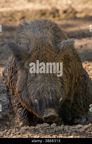 Cinghiale (Sus scrofa) maschio solitario con grandi zanne ricoperte di fango seduto nel pantano Foto Stock