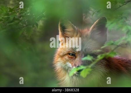 Primo piano della volpe rossa (Vulpes vulpes) che guarda attraverso le foglie nella foresta lambita in primavera Foto Stock