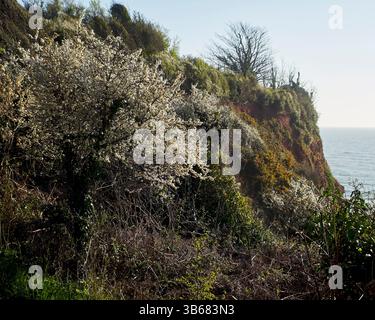 Blackthorn (Prunus spinosa) fiori retroilluminati dal sole mattutino in primavera, dalle scogliere sul South West Coast Path, Devon, Regno Unito Foto Stock