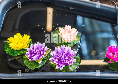 Vere ninfee con fiori colorati che galleggiano in una vasca piena di acqua al coperto. Foto Stock