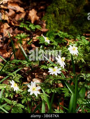 Anemone nemorosa (Anemone nemorosa) in fiore nel bosco, Devon, Inghilterra Foto Stock