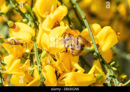 Ape carder comune (Bombus pascuorum), un bumblebee color zenzero che si nutre di fiori di scopa gialli (Cytisus scoparius), Inghilterra, Regno Unito Foto Stock