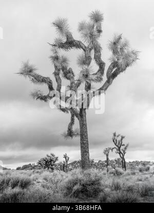 Una fotografia in bianco e nero mostra un albero di Giosuè solitario contro un cielo nuvoloso, sottolineando la sua struttura a ramificazione unica e il fogliame appuntito. Il Foto Stock
