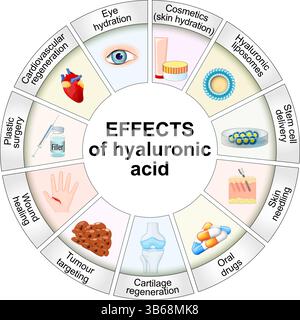 Effetti dell'acido ialuronico. Illustrazione vettoriale. Poster medico. Diagramma schematico Illustrazione Vettoriale