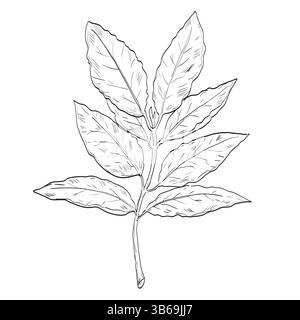 Disegno illustrazione in stile schizzo di un alloro di baia o Laurus nobilis, un albero sempreverde aromatico con foglie verdi di glabro nella famiglia delle piante in fiore Illustrazione Vettoriale