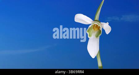 Fiore bianco singolo a goccia di neve su sfondo blu chiaro Foto Stock