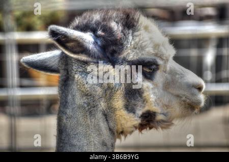 Lama at Petting Zoo primo piano di Head at the Farm. Foto Stock