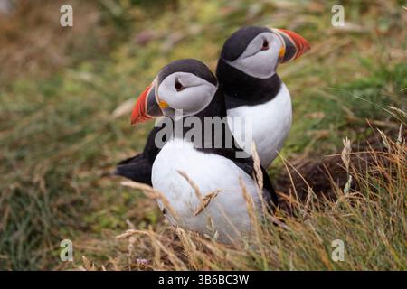 Due pulcinelle di mare dell'atlantico si trovano vicine tra loro lungo le ripide scogliere di Sumburgh Head. Foto Stock