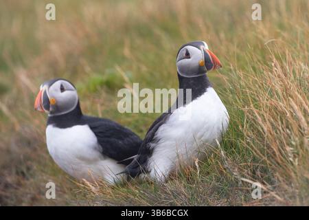 Due pulcinelle di mare dell'atlantico si trovano vicine tra loro lungo le ripide scogliere di Sumburgh Head. Foto Stock