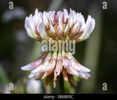 Primo piano di una fioritura di trifoglio bianco nativo. Raleigh, Carolina del Nord. Foto Stock