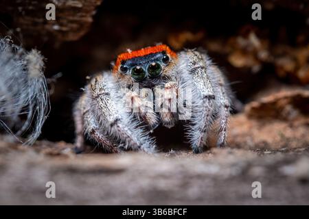 Vista frontale ravvicinata di un Whitman's Jumping Spider maschio. Raleigh, Carolina del Nord. Foto Stock