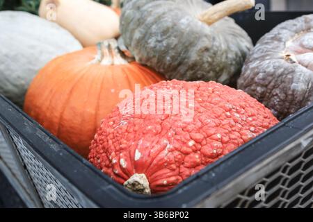 Una vista di diverse varietà di zucche e buongustai in un carro. Foto Stock