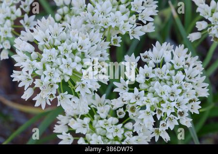 Prato, aglio Allium canadense Foto Stock