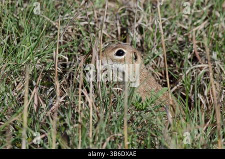 Scoiattolo maculato, Xerospermophilus spilosoma, maschio nascosto nell'erba Foto Stock