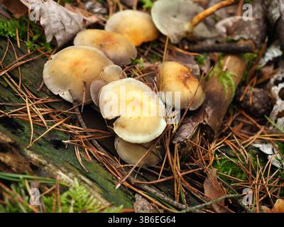 Gruppo di funghi della foresta selvatica che crescono tra aghi di pino e foglie Foto Stock