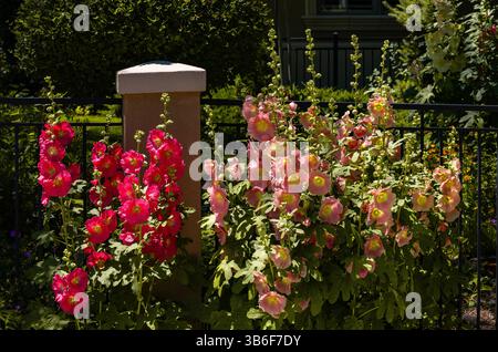 Fiori di Hollyhock di colore rosso e pesca che fioriscono prolificamente lungo una recinzione in una giornata di sole. Foto Stock