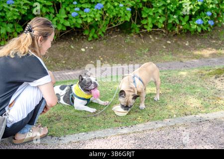 In una mattina d'estate in un parco verde, una donna giapponese di 30 anni cammina con due Bulldog francesi. I cani si fermano a bere acqua, e la rimbalzano come lei Foto Stock