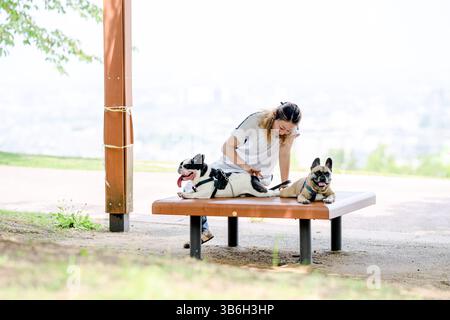 In una mattina d'estate in un parco con ortensie in fiore, una donna giapponese di 30 anni cammina due Bulldog francesi. Seduti su una panchina, condividono un momento Foto Stock