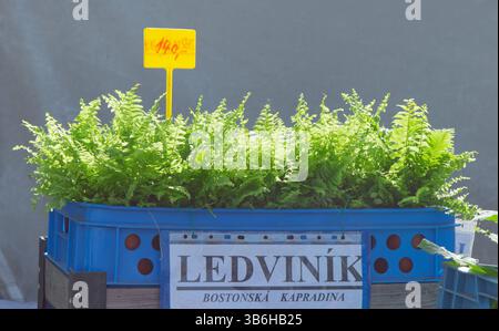 Felci di Boston dal verde vivace, Nephrolepis exaltata esposta in un bidone di plastica blu con un'etichetta di prezzo in un mercato all'aperto nel centro di Praga. Foto Stock