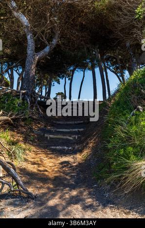 La foresta di pini vuota in Toscana vicino al golfo di Baratti Foto Stock