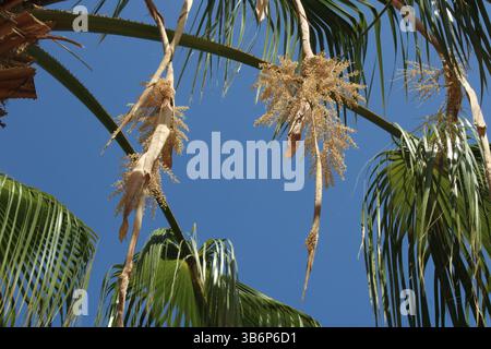 Palma da ventaglio messicana, Washington fan Palm, Palmier du Mexique, Washingtonie robuste, Abanico, Carnaúba - Washingtonia robusta - Arecaceae Foto Stock