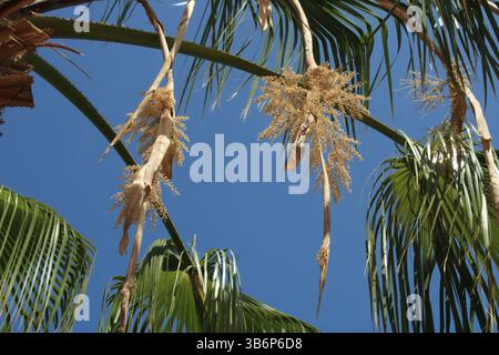 Palma da ventaglio messicana, Washington fan Palm, Palmier du Mexique, Washingtonie robuste, Abanico, Carnaúba - Washingtonia robusta - Arecaceae Foto Stock