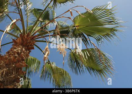 Palma da ventaglio messicana, Washington fan Palm, Palmier du Mexique, Washingtonie robuste, Abanico, Carnaúba - Washingtonia robusta - Arecaceae Foto Stock