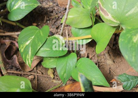 Filodendro variegato, Pothos, Scindapsus doré, vite del Diavolo, edera del Diavolo, Goldene Efeutute, Jibóia variegat - Epipremnum Aureum - Araceae Foto Stock