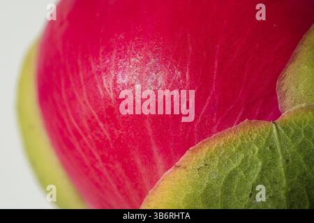 Bud proprio di fronte alla fioritura della peonia rosa (Paeonia) su sfondo bianco Foto Stock