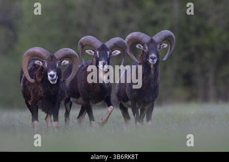 Mouflon europeo (Ovis gmelini musimon, Syn.: Ovis orientalis musimon, Ovis aries musimon), Gerolstein, Eifel, Renania-Palatinato, Germania, Europa Foto Stock