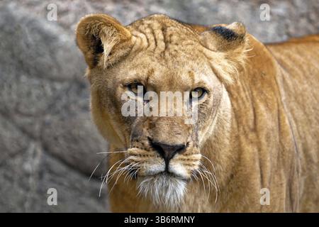 Lioness (Panthera leo) prigioniera, Germania, Ritratto di un leone che guarda attentamente nella telecamera, Berlino, Europa, primo piano di un leone con un occhio attento Foto Stock