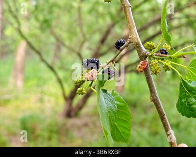 bacche di gelso nero sul ramo della foresta Foto Stock