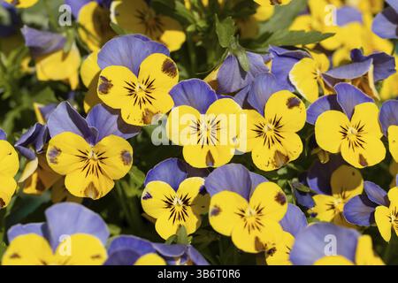 Primo piano di fiori gialli e viola della viola corna (Viola cornuta), Neunkirchen, bassa Austria, Austria, Europa Foto Stock