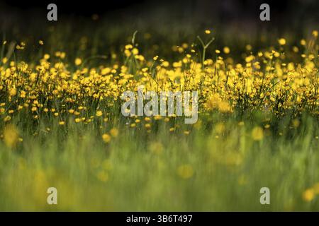 Prato di fiori, Ranunculus acris, Rosensteinpark, Stoccarda, Baden-Wuerttemberg, Germania, Europa Foto Stock