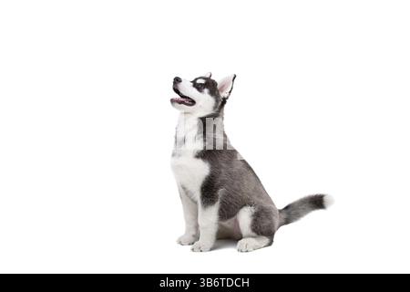 Cucciolo Siberian Husky di 3 mesi davanti a sfondo bianco. Siberian Husky isolato su sfondo bianco. Foto in studio di un simpatico cucciolo di husky in BL Foto Stock