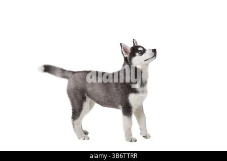 Cucciolo Siberian Husky di 3 mesi davanti a sfondo bianco. Siberian Husky isolato su sfondo bianco. Foto in studio di un simpatico cucciolo di husky in BL Foto Stock