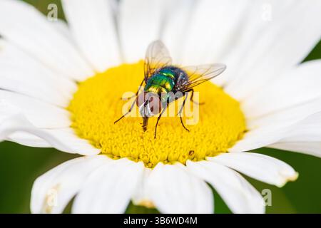 Green Bottle Fly su un fiore bianco. Identificazione degli insetti, habitat degli impollinatori e concetto di giardino di fiori da cortile. Foto Stock