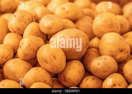 Le patate gialle fresche biologiche si distinguono tra molte grandi patate di fondo in vendita in un mercato. Un mucchio di radice di patate. Primi piani di patate Foto Stock