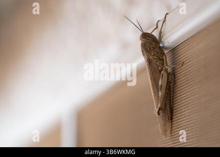 Una cavalletta alata pallida (Trimerotropis pallidipennis) siede su uno schermo della finestra, fuggendo dal calore del deserto sud-occidentale del Nevada. Foto Stock