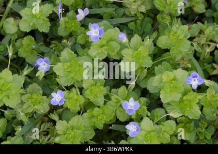 Birdeye Speedwell, Veronica persica Foto Stock