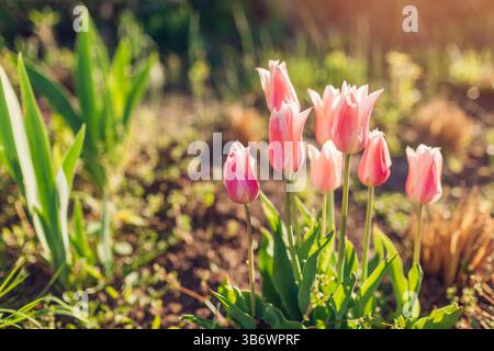 Primo piano di tulipani rosa che fioriscono nel giardino primaverile al tramonto. La varietà Sanne cresce in gruppo da Iris Foto Stock