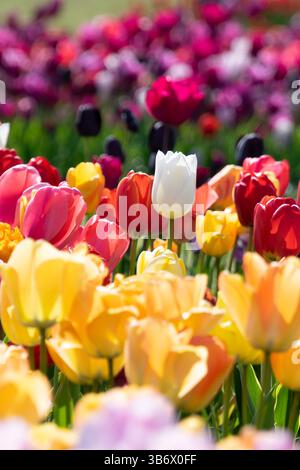 Un singolo tulipano bianco spicca tra fiori rossi, gialli, rosa e arancioni, creando un contrasto sorprendente in un lussureggiante campo di tulipani colorati. Foto Stock