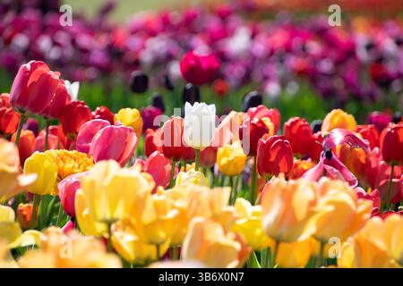 Un singolo tulipano bianco spicca tra fiori rossi, gialli, rosa e arancioni, creando un contrasto sorprendente in un lussureggiante campo di tulipani colorati. Foto Stock