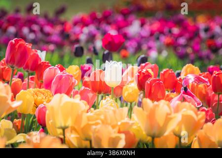 Un singolo tulipano bianco spicca tra fiori rossi, gialli, rosa e arancioni, creando un contrasto sorprendente in un lussureggiante campo di tulipani colorati. Foto Stock