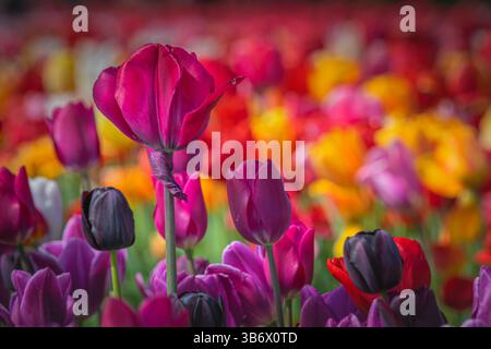 Un singolo tulipano rosa spicca in modo evidente su uno sfondo sfocato di tulipani multicolori, che mostra la delicata bellezza della natura Foto Stock