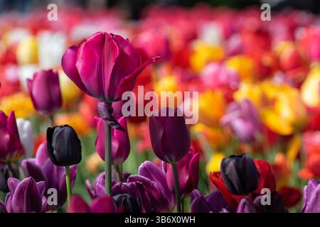 Un singolo tulipano rosa spicca in modo evidente su uno sfondo sfocato di tulipani multicolori, che mostra la delicata bellezza della natura Foto Stock