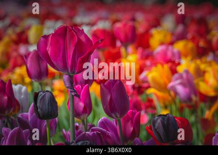 Un singolo tulipano rosa spicca in modo evidente su uno sfondo sfocato di tulipani multicolori, che mostra la delicata bellezza della natura Foto Stock